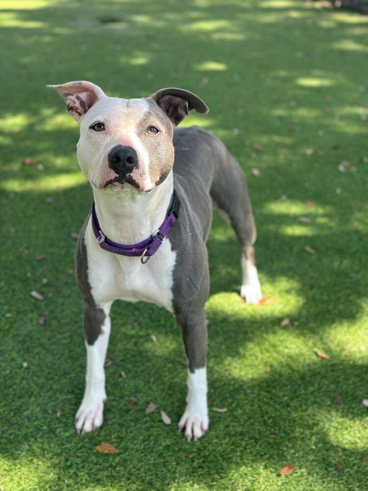 Lilly, a Adoptable mixed breed in Lakeland, FL image 5/6