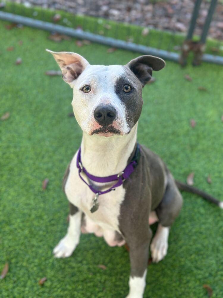 Lilly, a Adoptable mixed breed in Lakeland, FL image 6/6