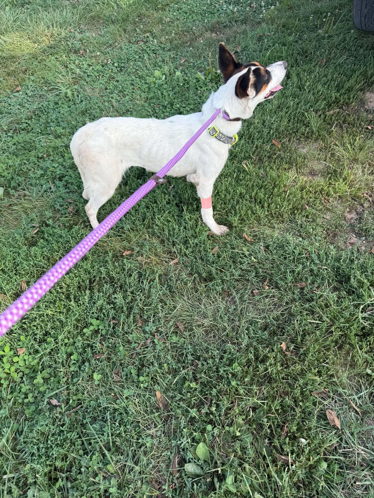 Enlarge Lulu, a ADOPTABLE mixed breed in Clarksburg, MO image 5/6