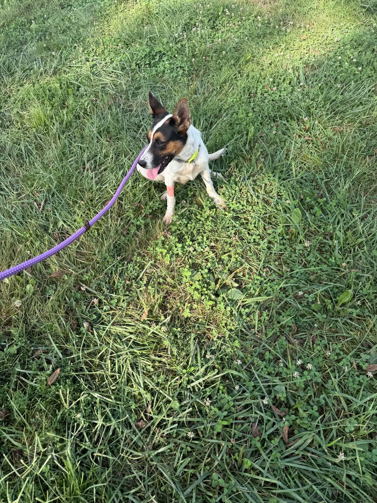Enlarge Lulu, a ADOPTABLE mixed breed in Clarksburg, MO image 3/6