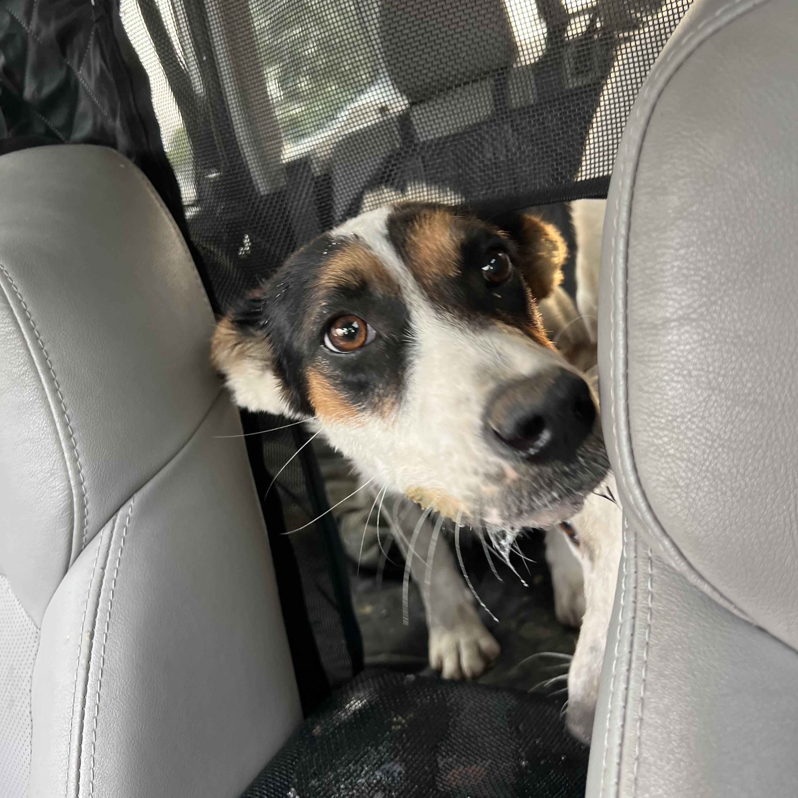 Enlarge Lulu, a ADOPTABLE mixed breed in Clarksburg, MO image 6/6