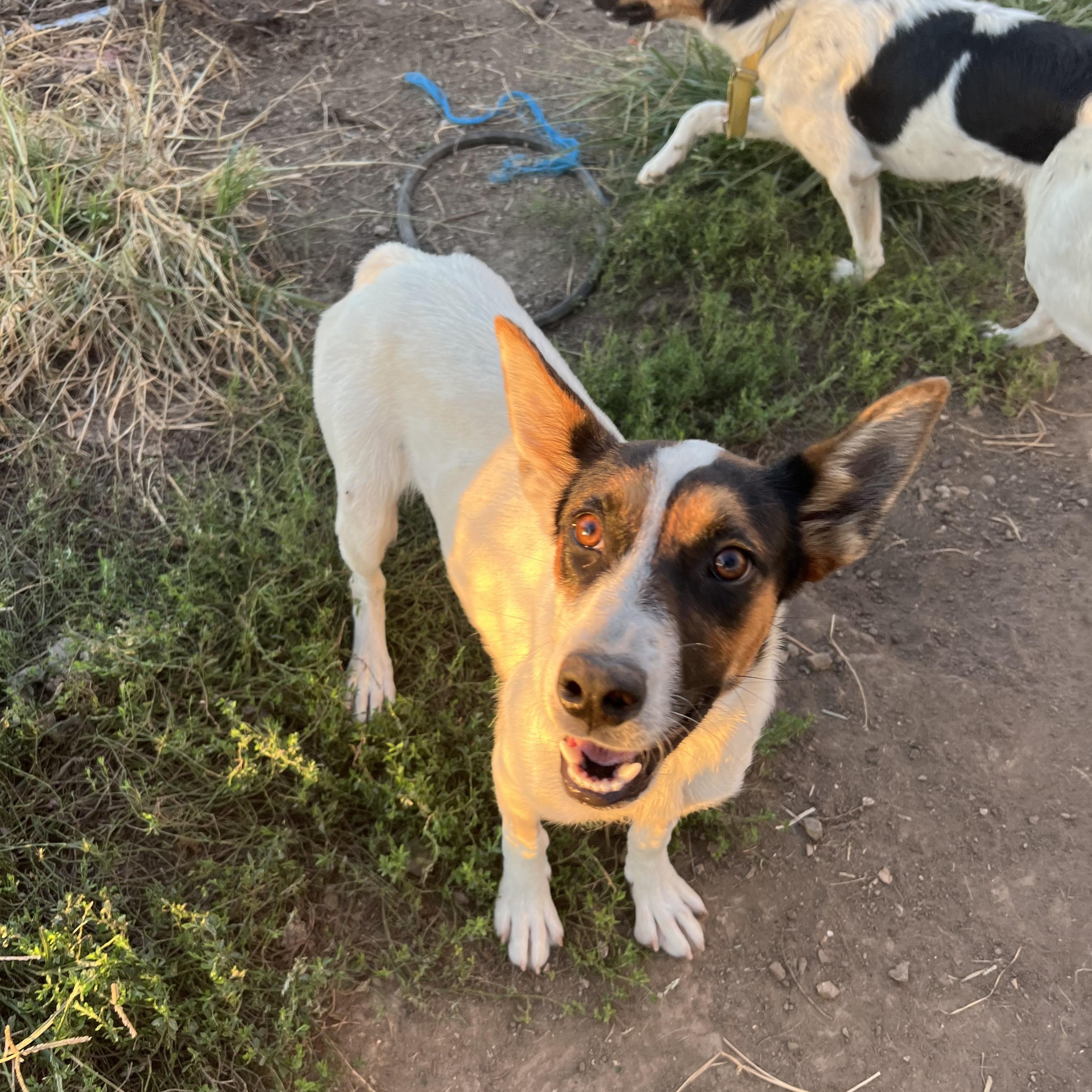 Enlarge Lulu, a ADOPTABLE mixed breed in Clarksburg, MO image 2/6