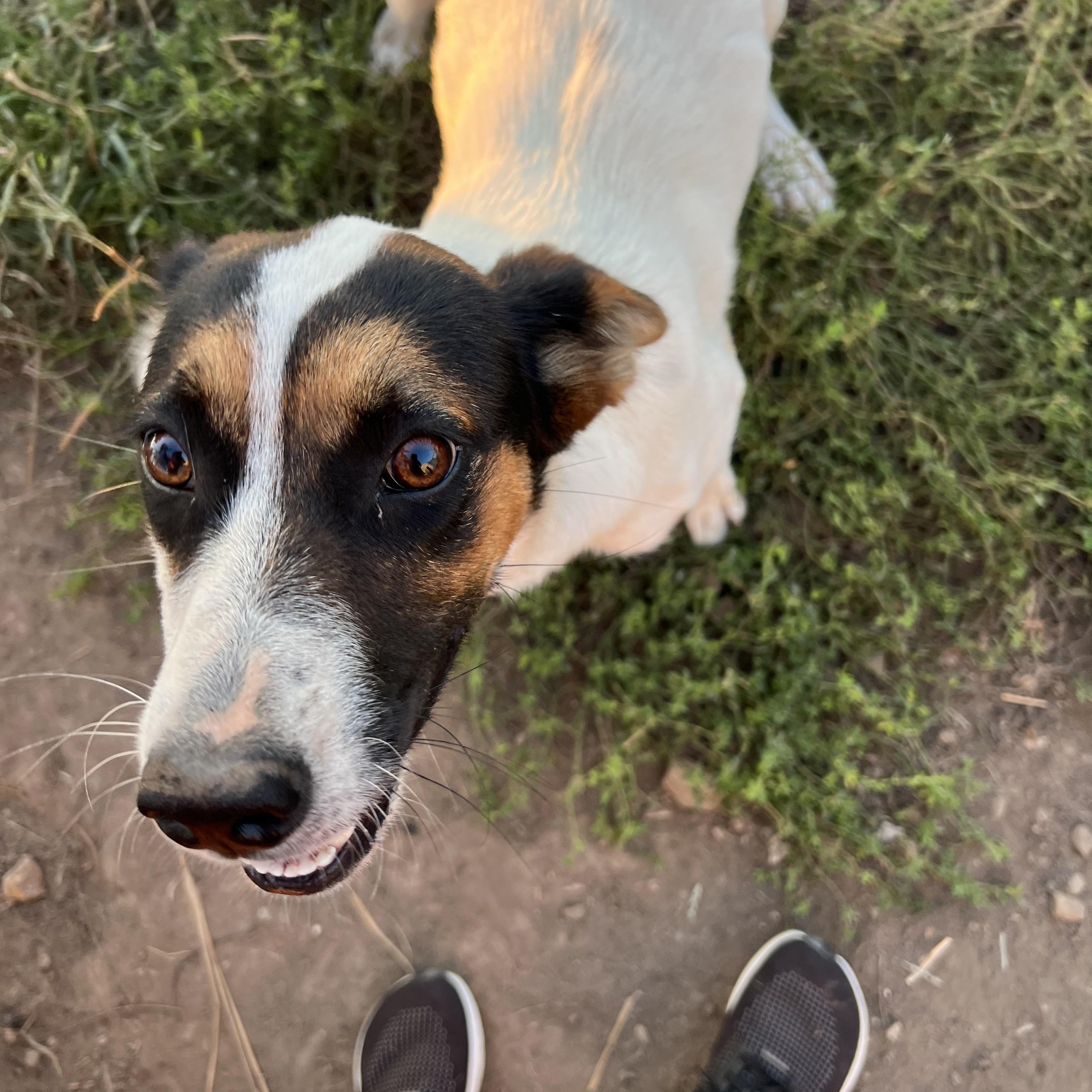 Lulu, ADOPTABLE, Young Female German Shepherd Dog.