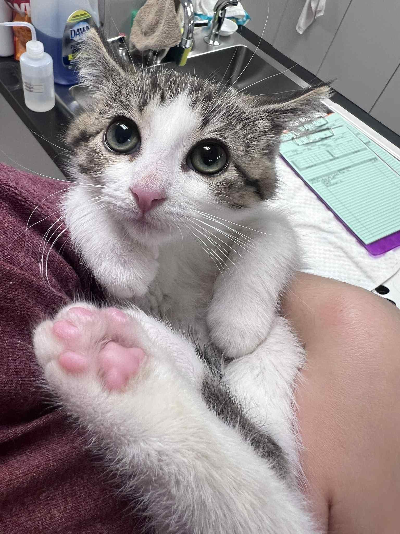 Khali, Adoptable, Kitten Female American Shorthair & Domestic Short Hair.