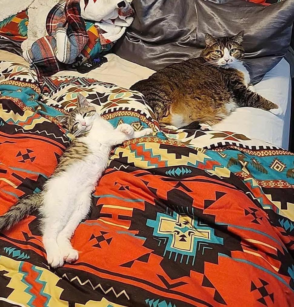 Khali, a Adoptable mixed breed in Mount Morris, MI image 4/5