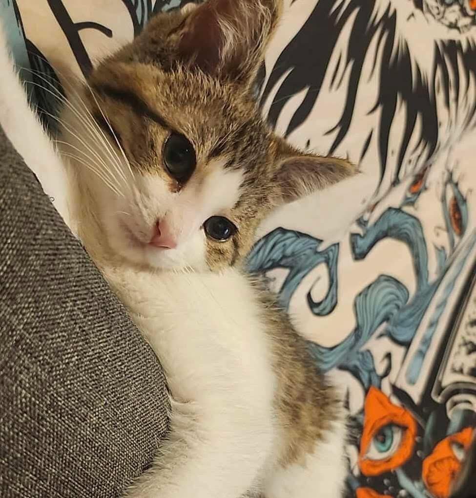 Khali, Adoptable, Kitten Female American Shorthair & Domestic Short Hair.