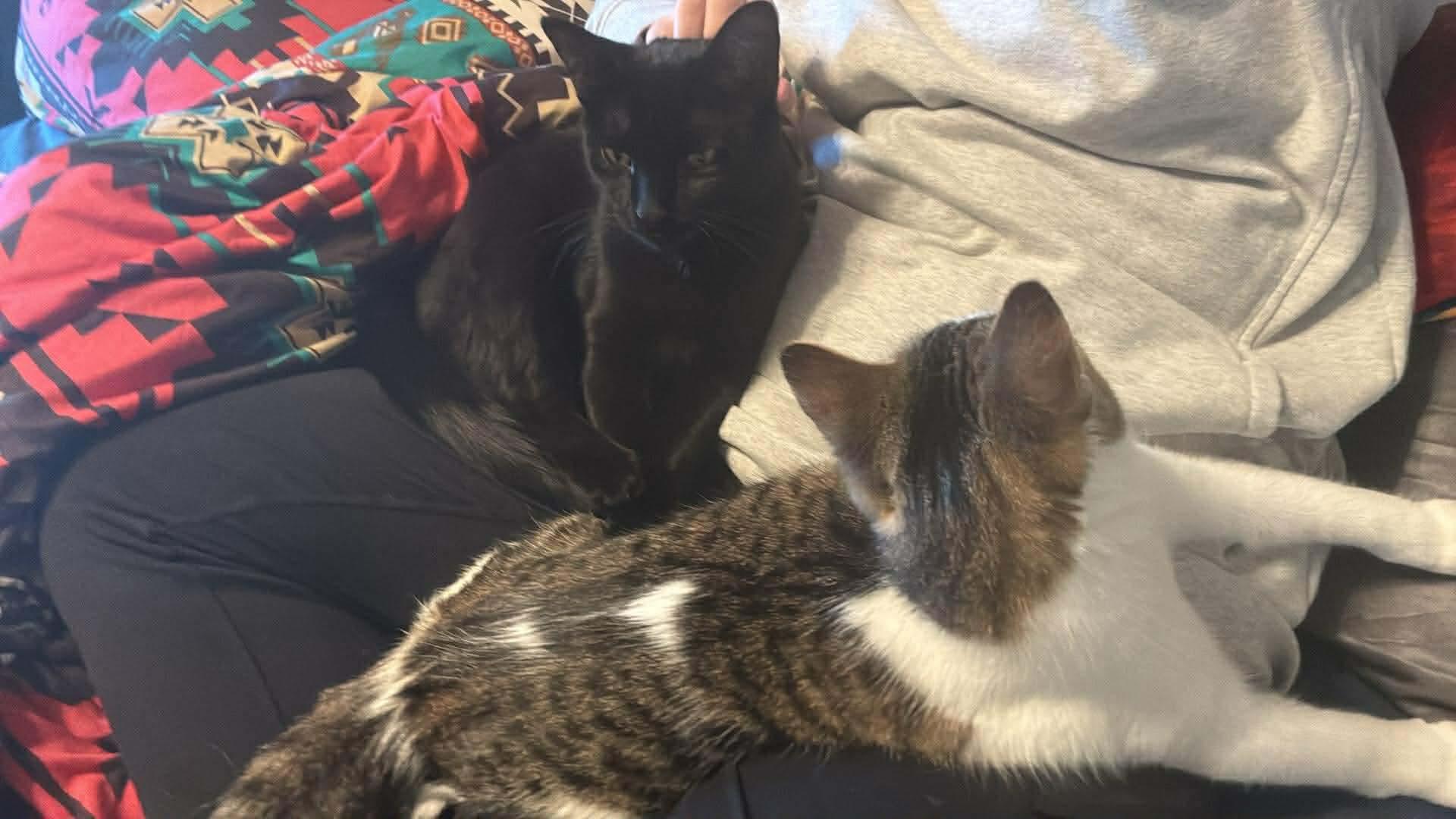 Khali, a Adoptable mixed breed in Mount Morris, MI image 2/5