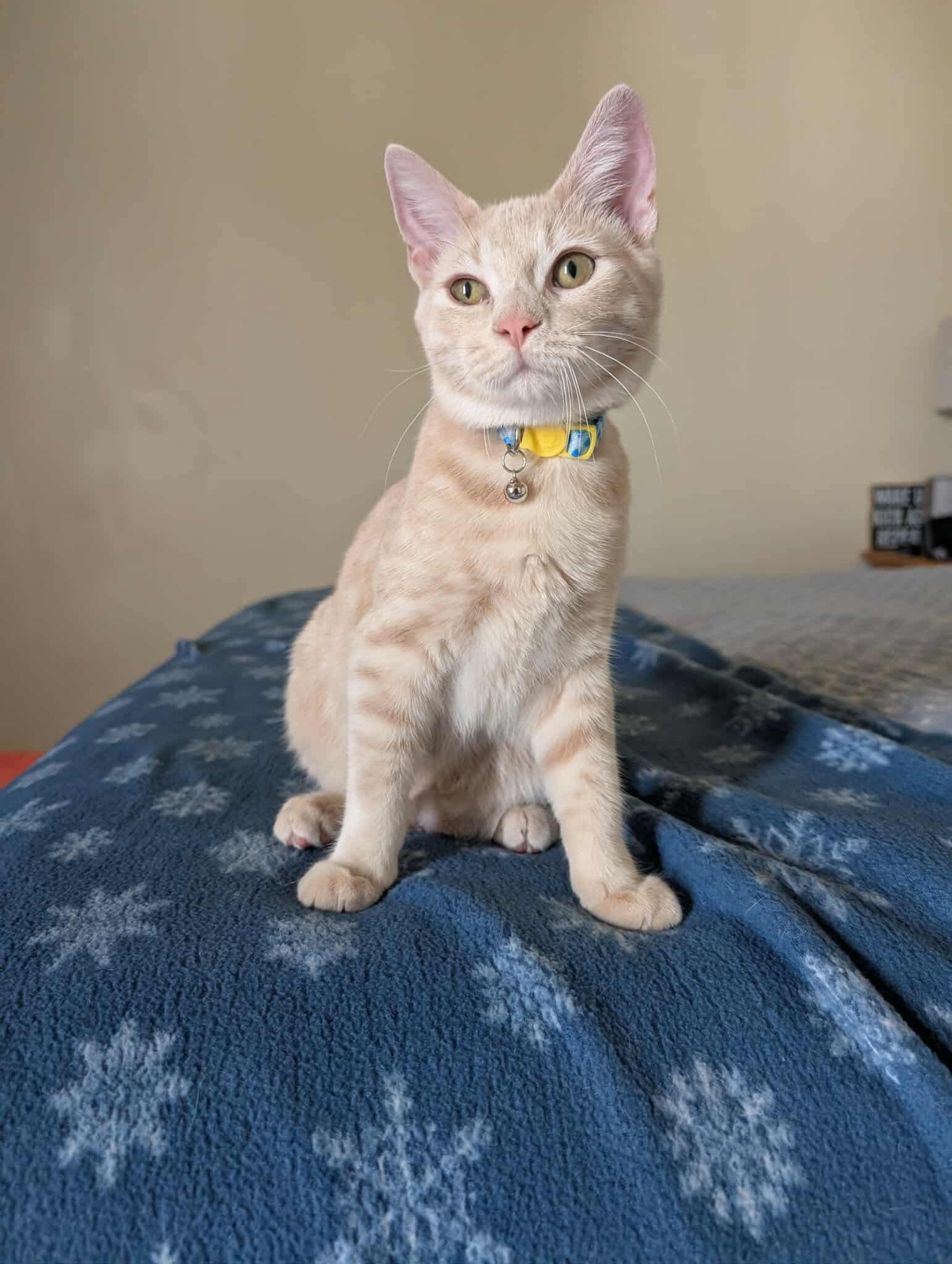 Peach Tea, a Adoptable Domestic Short Hair in Sterling, VA image 2/6