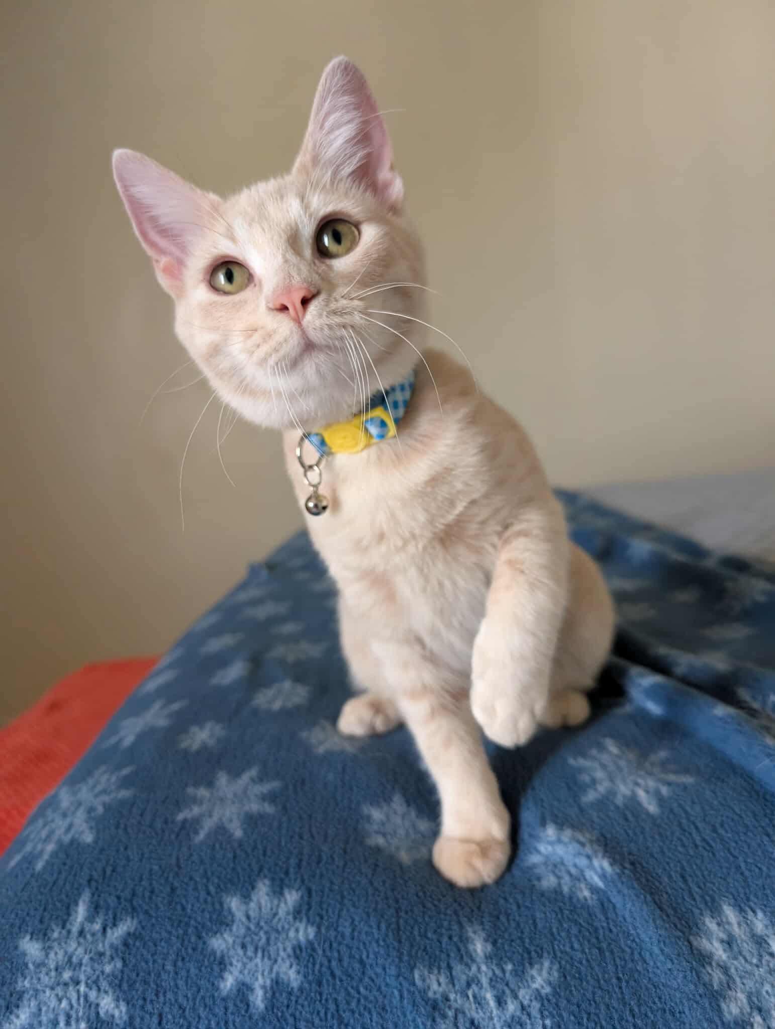 Peach Tea, a Adoptable Domestic Short Hair in Sterling, VA image 3/6