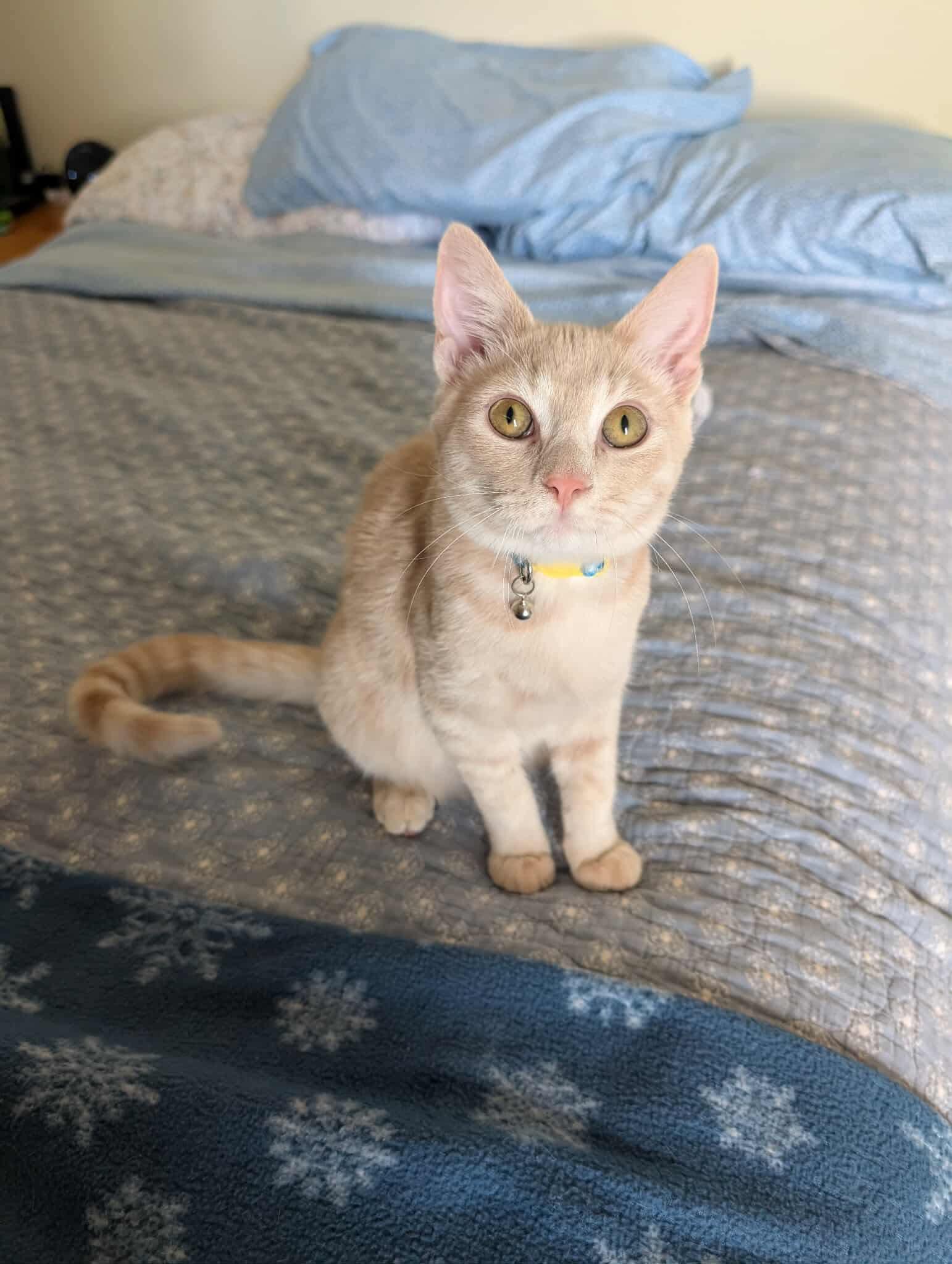 Peach Tea, a Adoptable Domestic Short Hair in Sterling, VA image 4/6