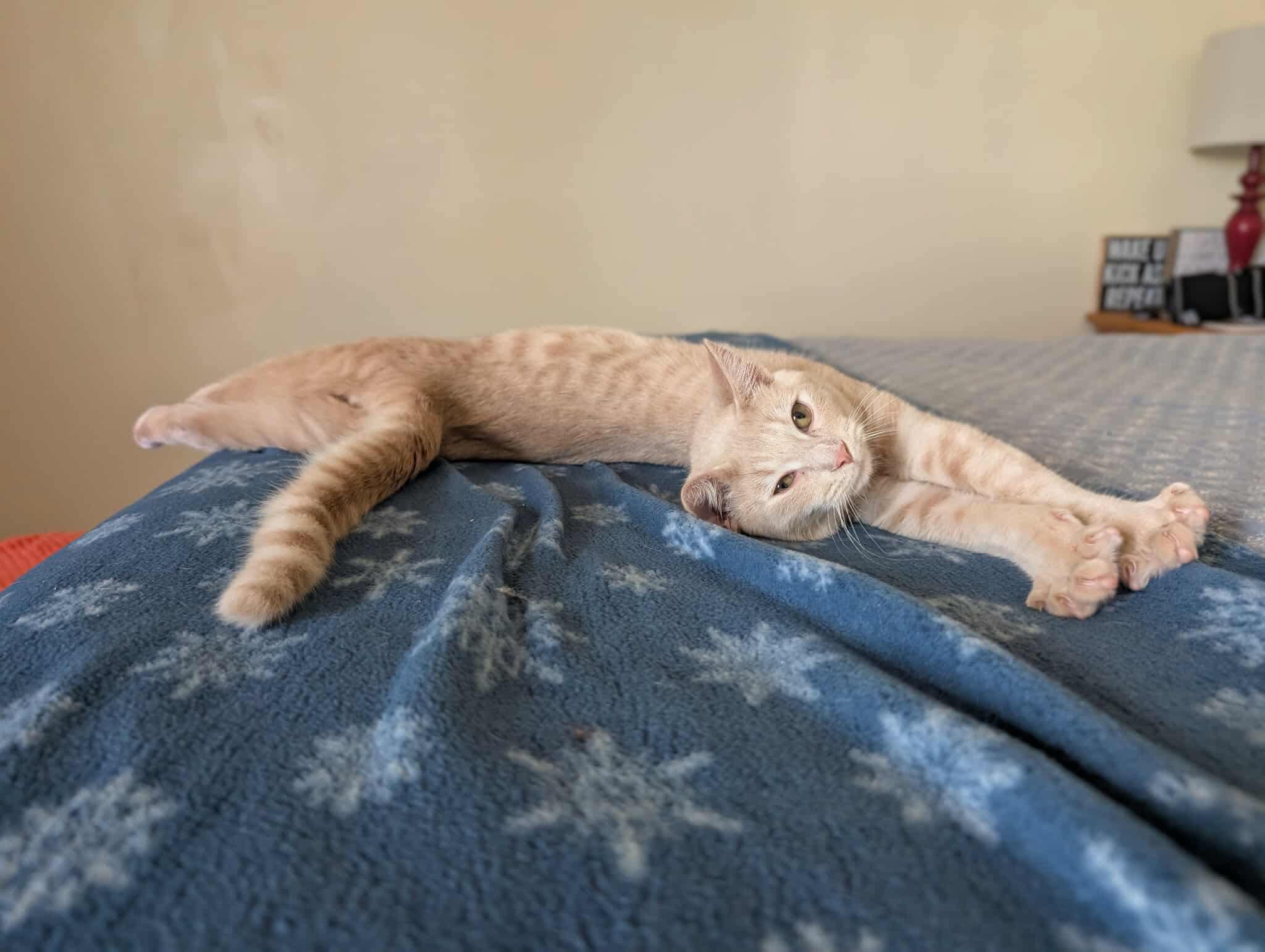 Peach Tea, a Adoptable Domestic Short Hair in Sterling, VA image 5/6