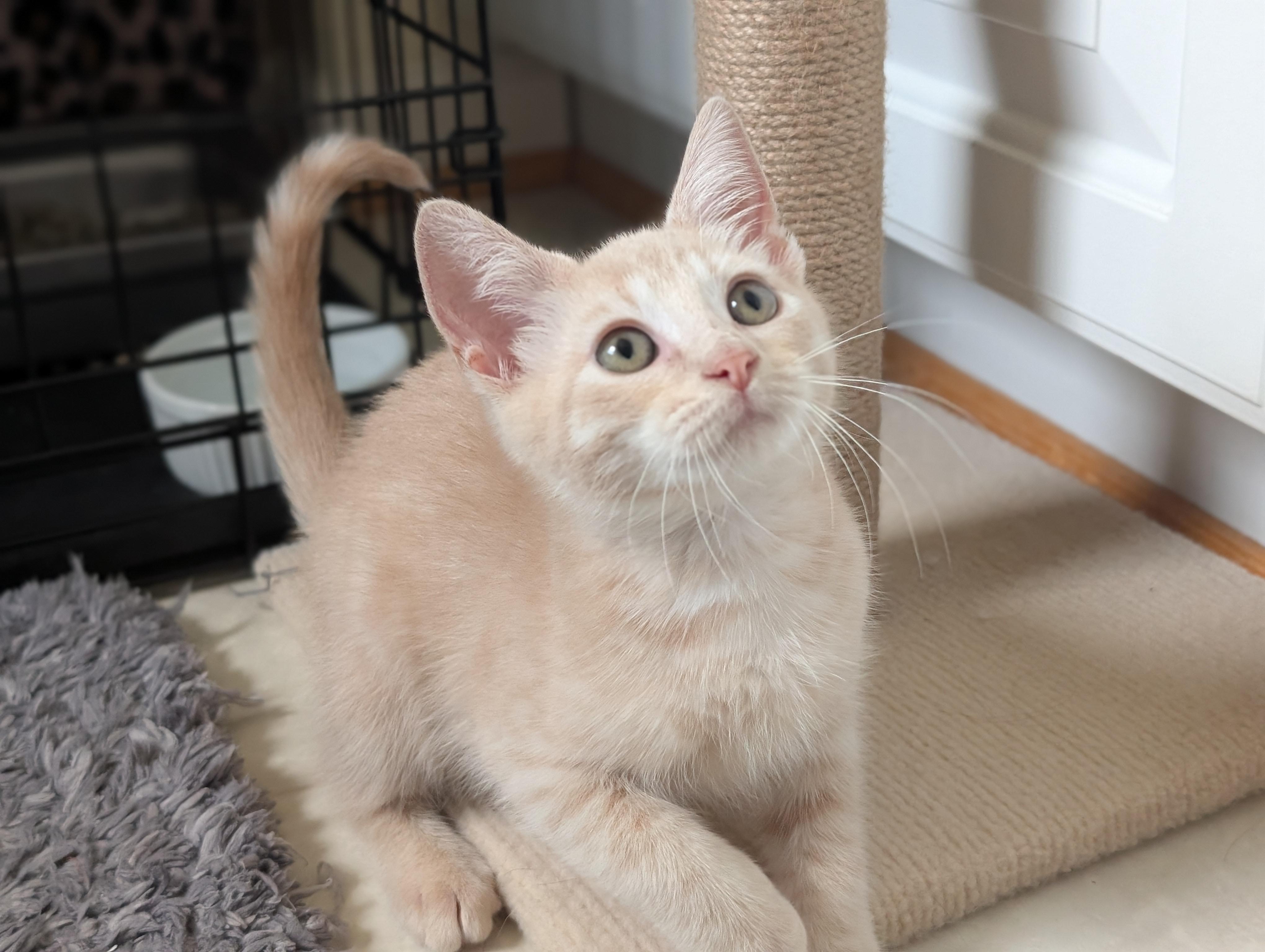 Peach Tea, Adoptable, Young Male Domestic Short Hair.