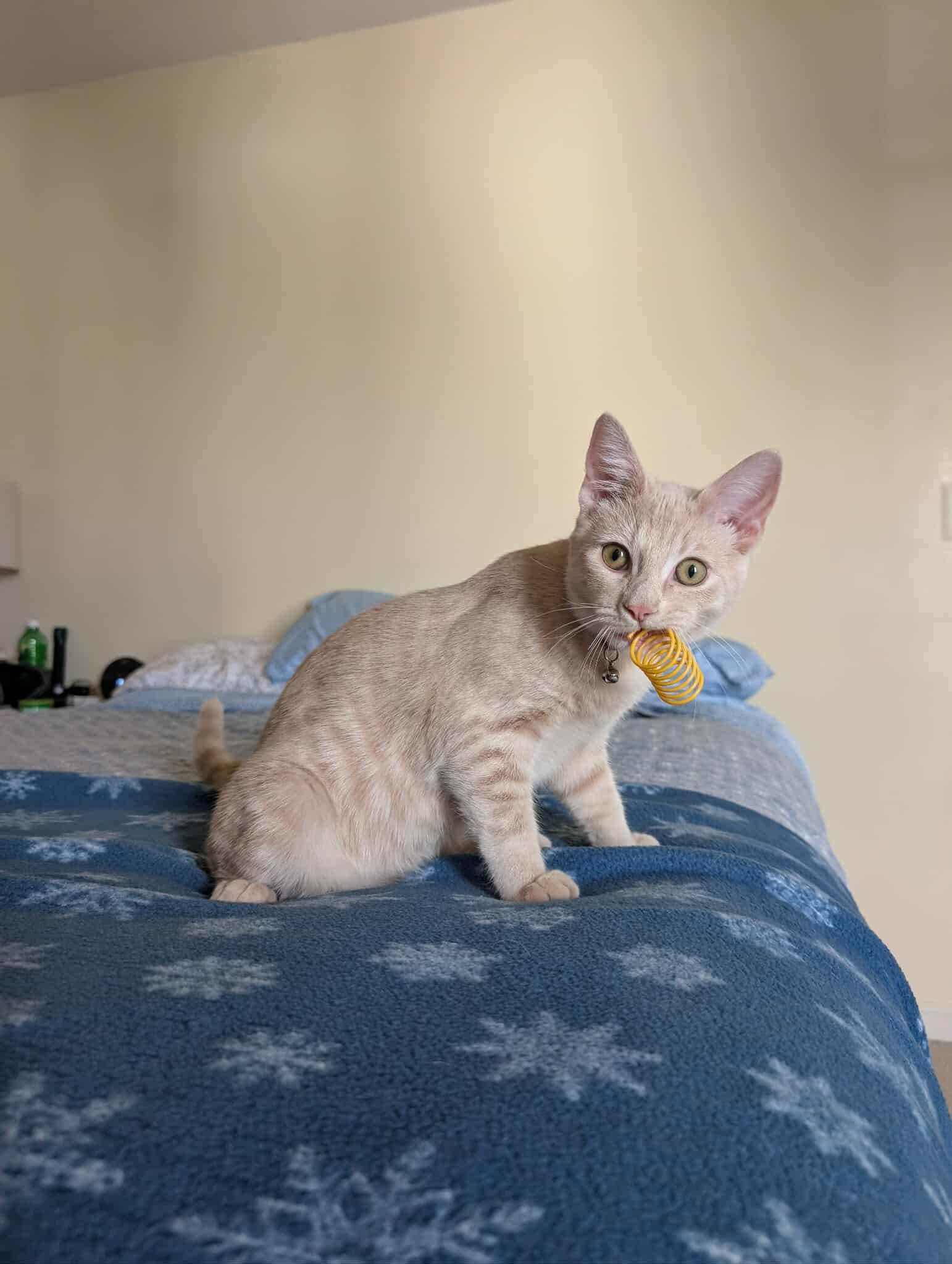 Peach Tea, a Adoptable Domestic Short Hair in Sterling, VA image 1/6