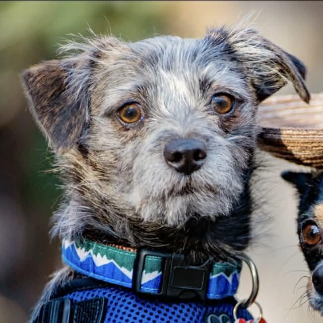 Enlarge Bamboo, a ADOPTABLE mixed breed in Boulder, CO image 5/6