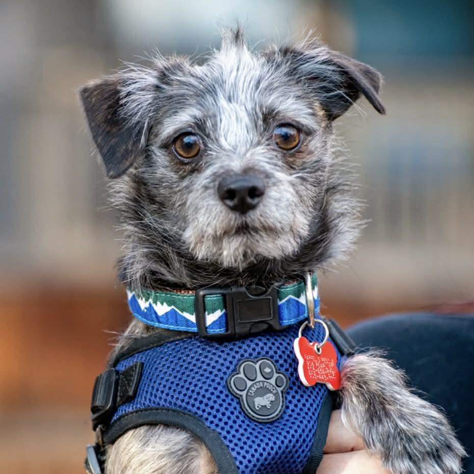 Bamboo, ADOPTABLE, Young Male Yorkshire Terrier & Chihuahua.