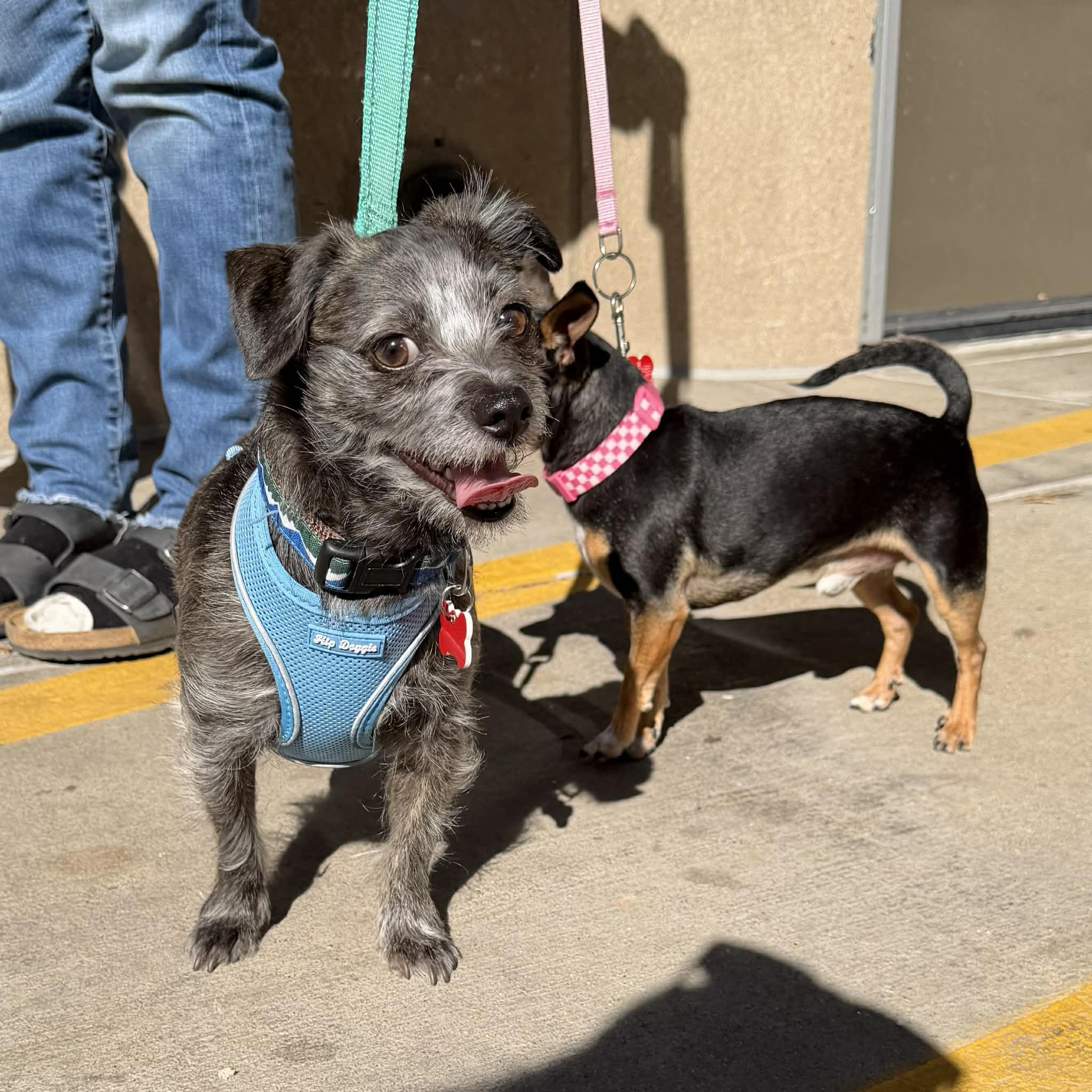 Enlarge Bamboo, a ADOPTABLE mixed breed in Boulder, CO image 6/6