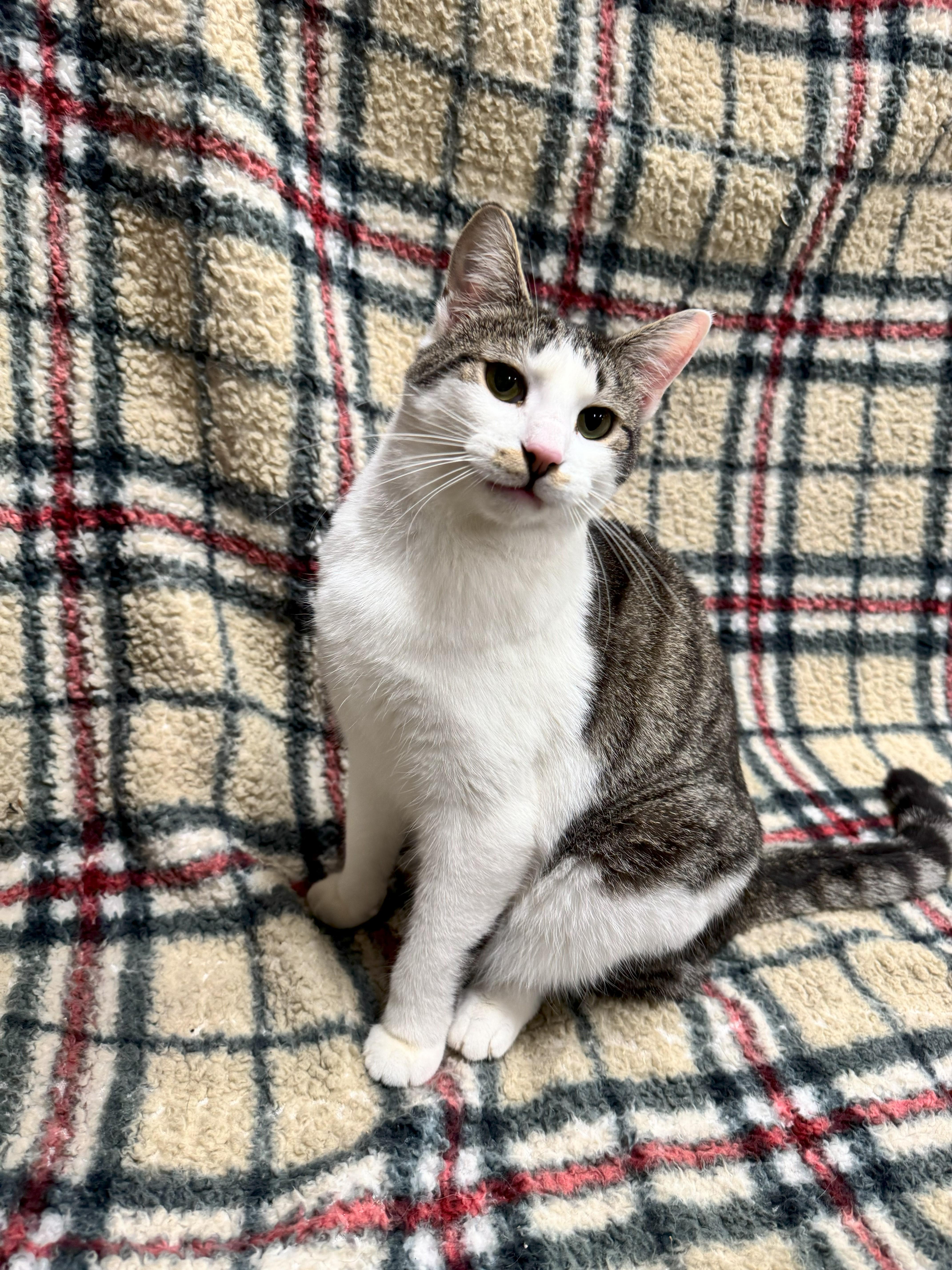 Nico, a Adoptable Domestic Short Hair in Johnston, RI image 3/6