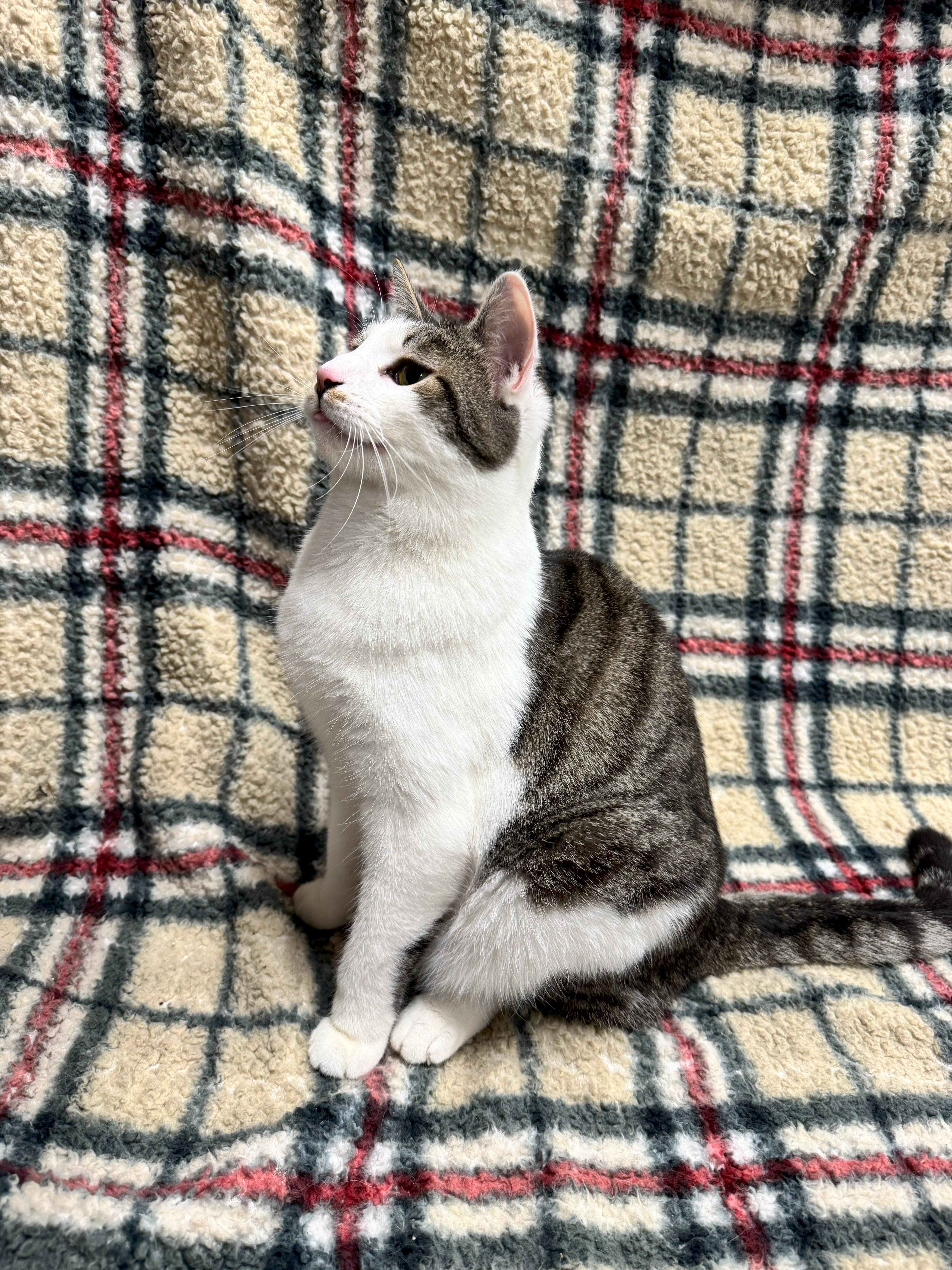 Nico, a Adoptable Domestic Short Hair in Johnston, RI image 2/6