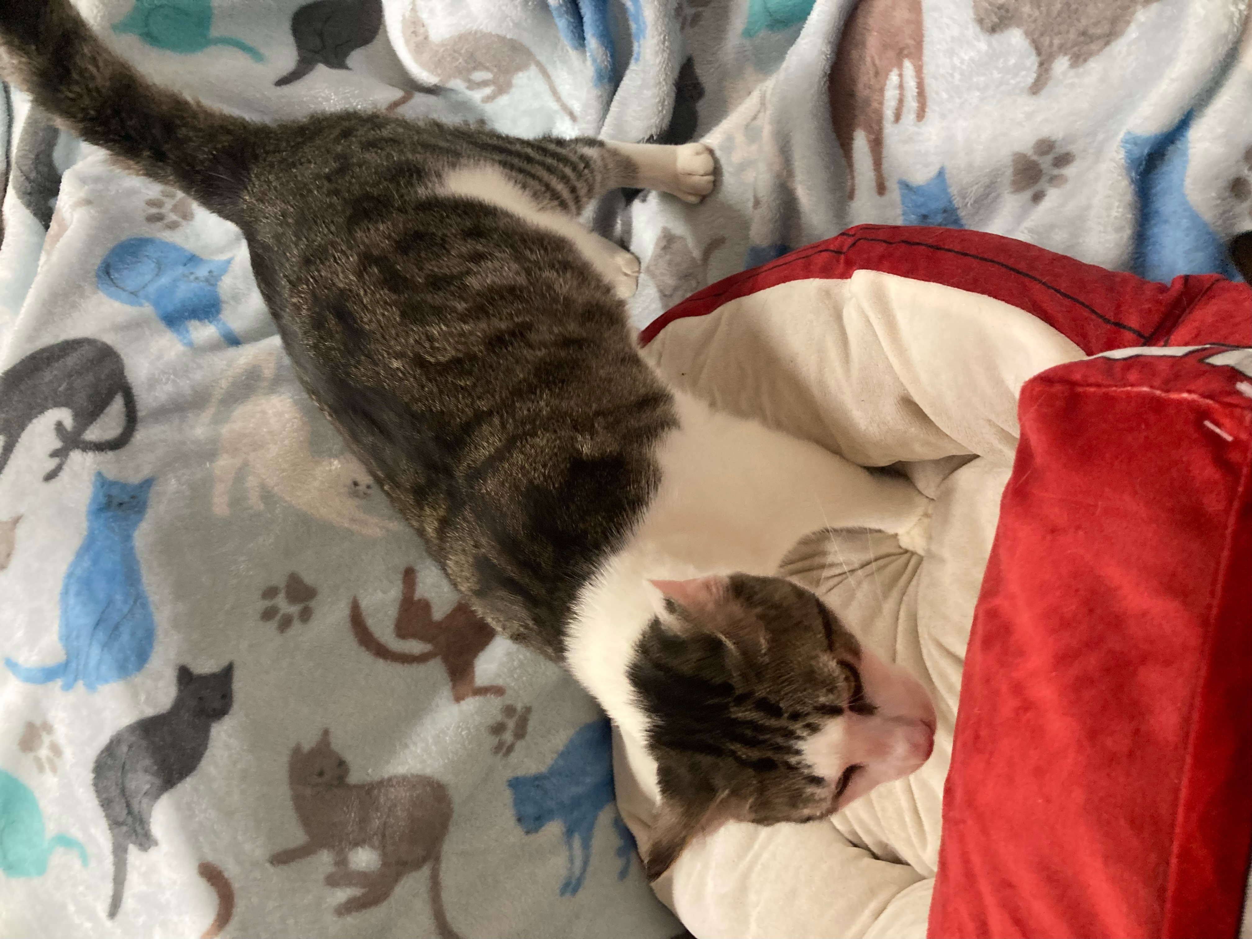 Nico, a Adoptable Domestic Short Hair in Johnston, RI image 6/6