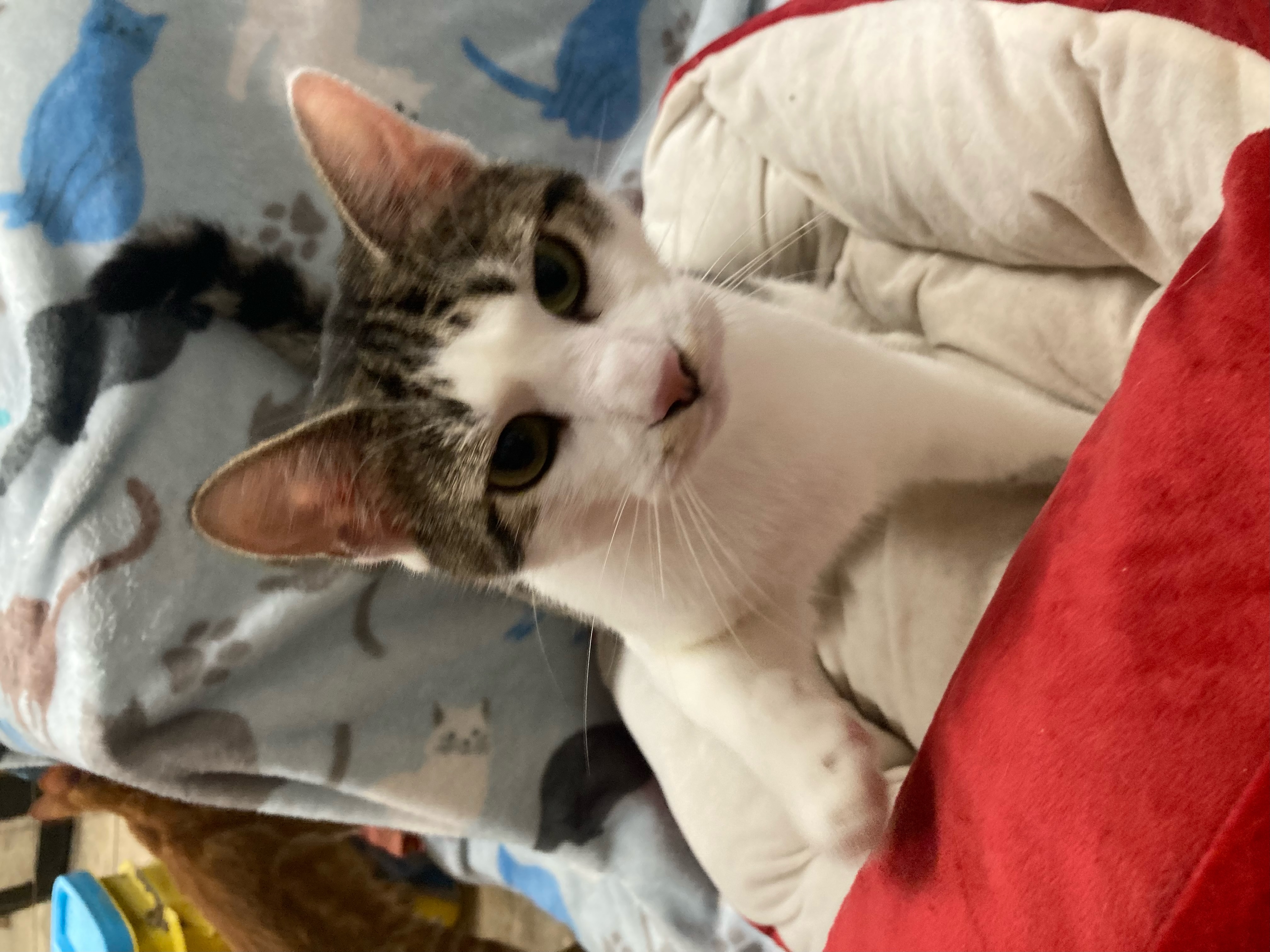 Nico, a Adoptable Domestic Short Hair in Johnston, RI image 4/6