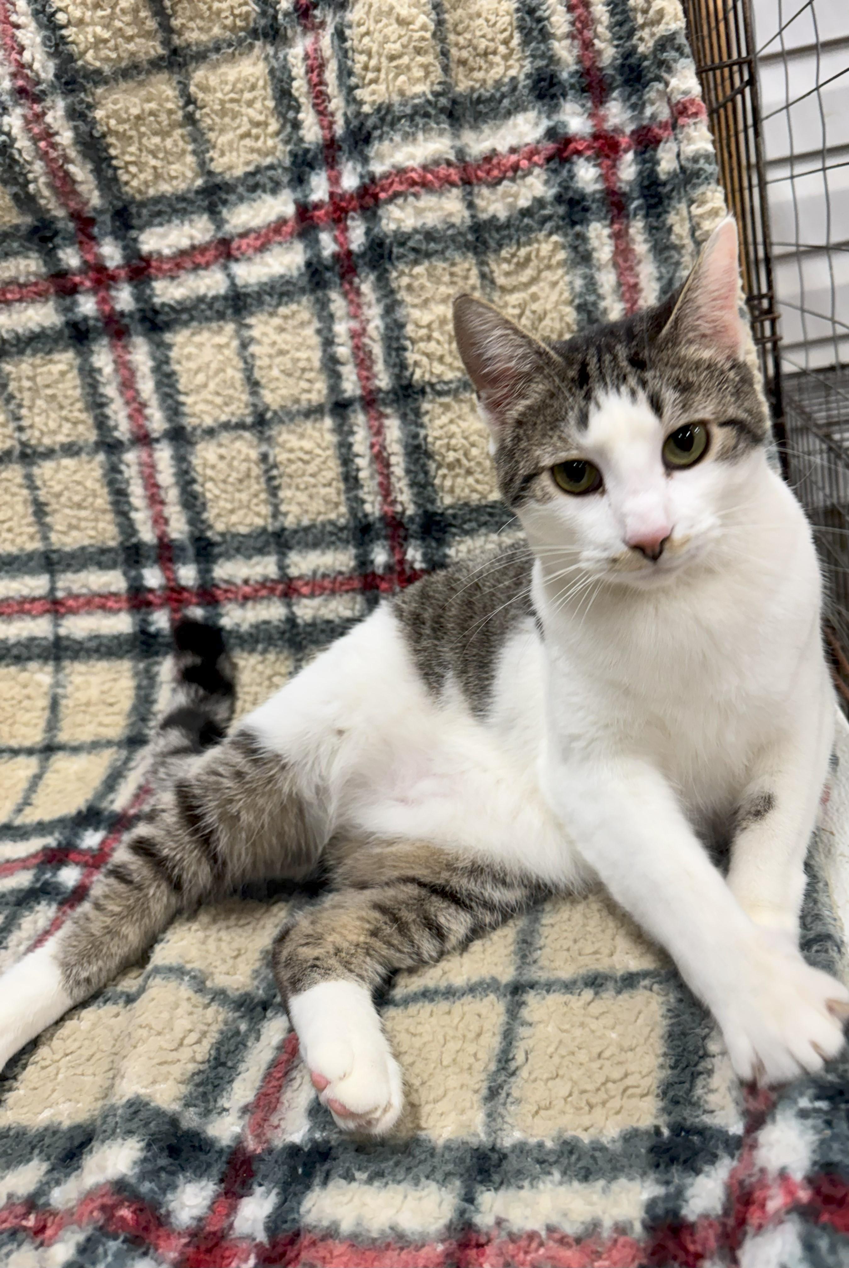 Nico, Adoptable, Adult Male Domestic Short Hair.