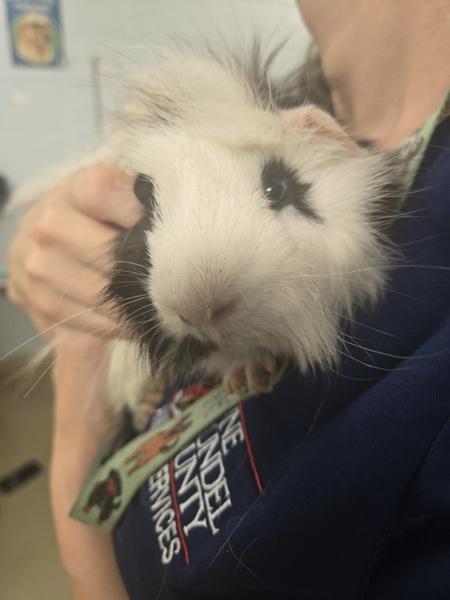 Melt, Adoptable, Young Male Guinea Pig.