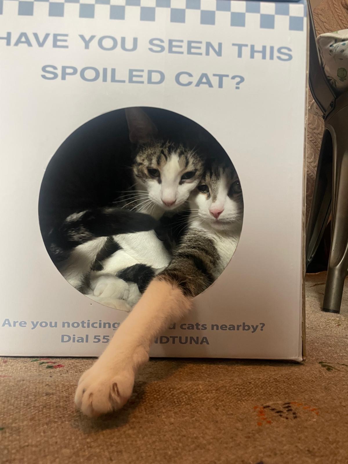 Amethyst (bonded with Emerald), Adoptable, Young Female Tabby & Domestic Short Hair.