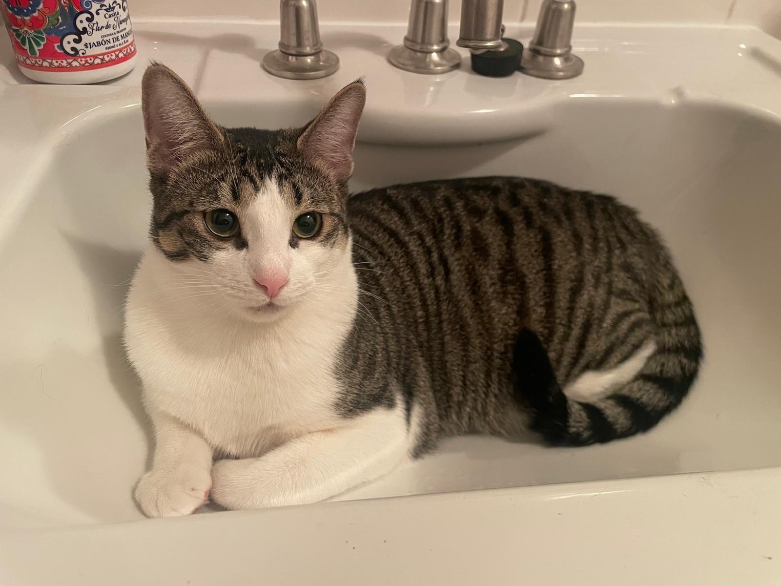 Enlarge Amethyst (bonded with Emerald), a Adoptable mixed breed in New York, NY image 4/6