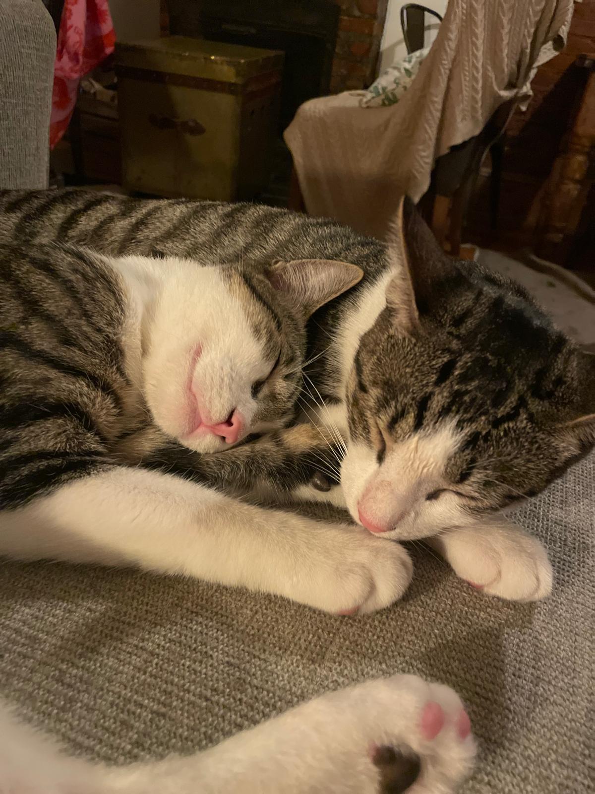 Enlarge Amethyst (bonded with Emerald), a Adoptable mixed breed in New York, NY image 2/6