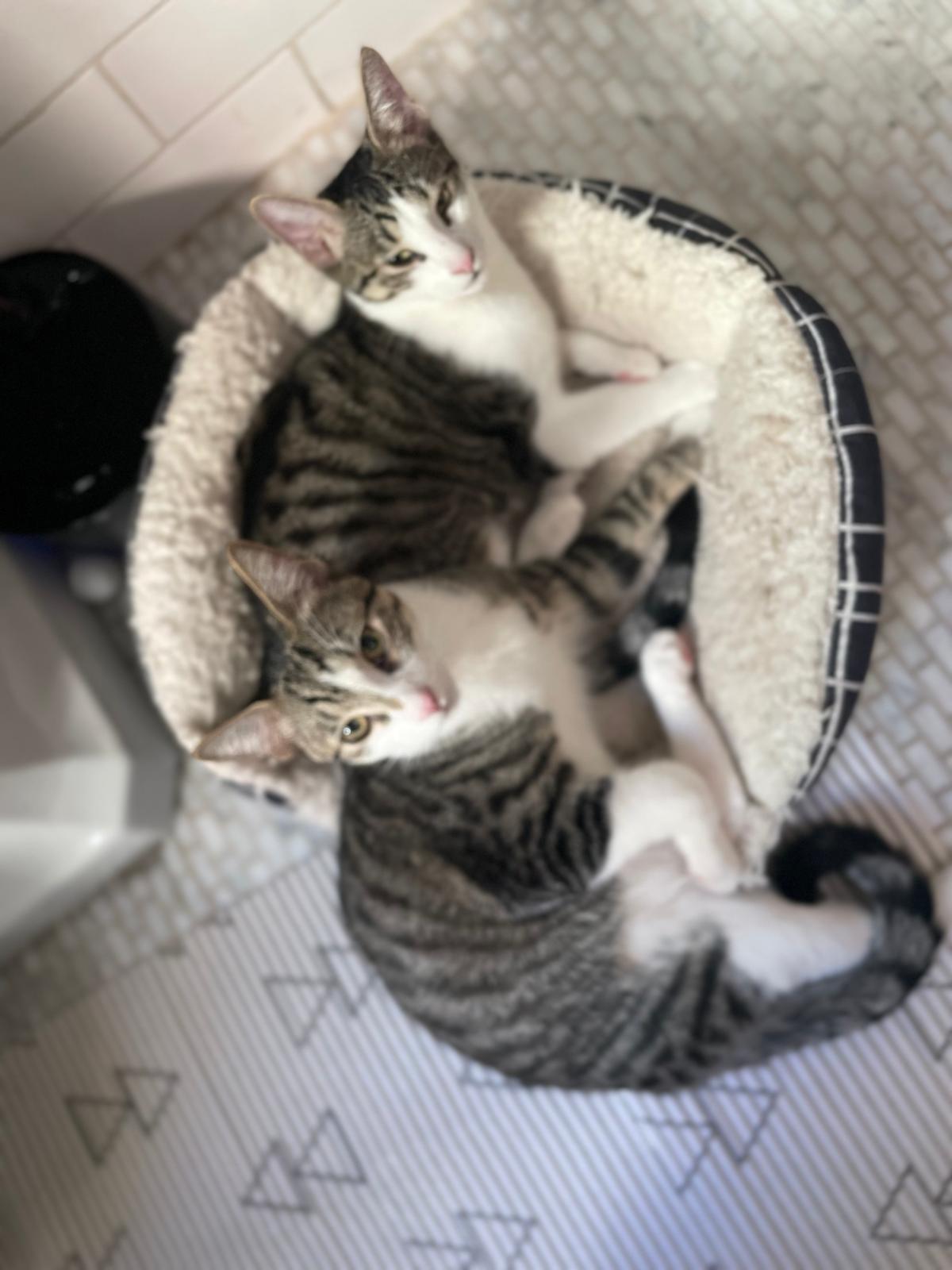 Enlarge Amethyst (bonded with Emerald), a Adoptable mixed breed in New York, NY image 5/6