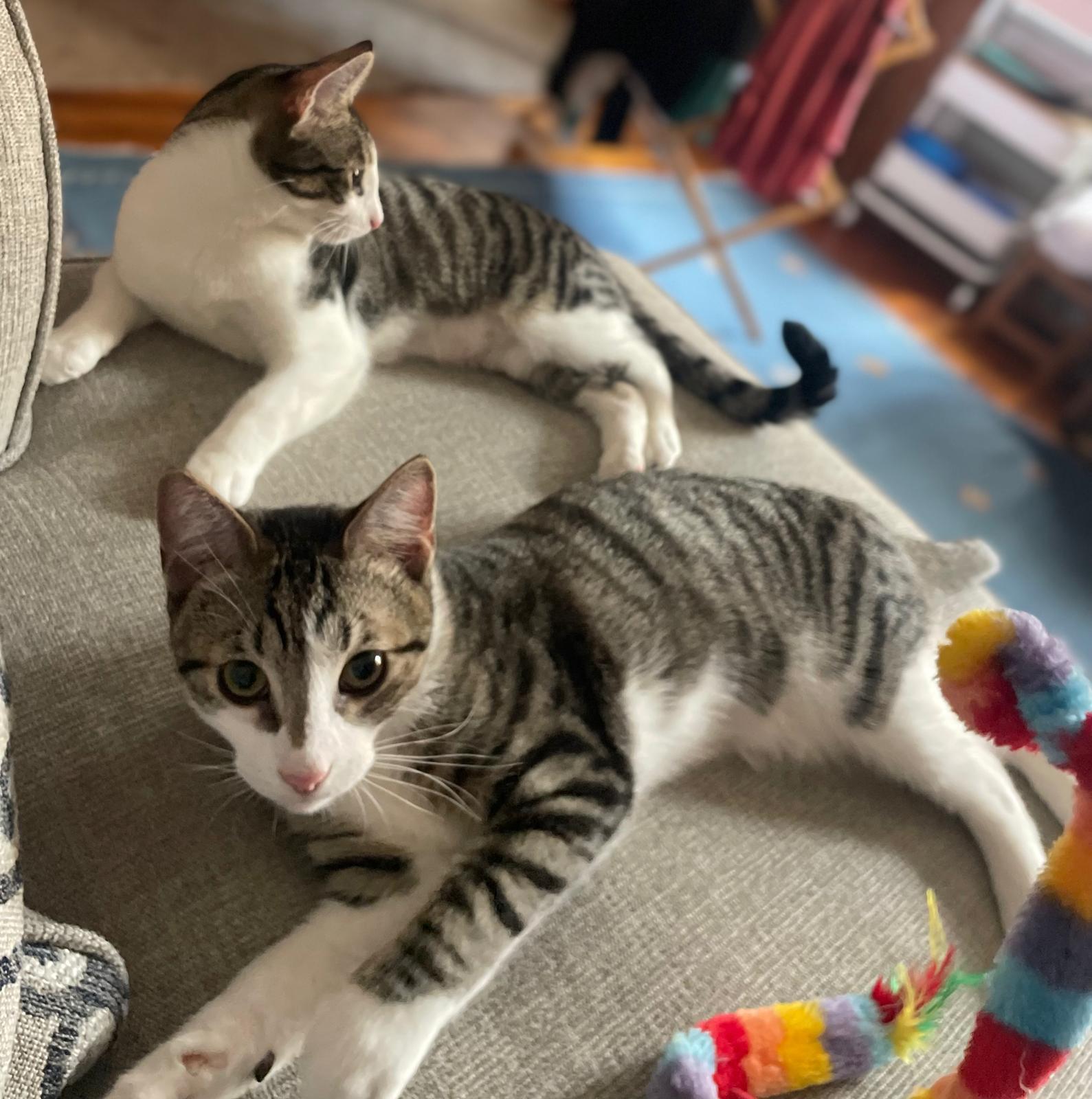 Enlarge Amethyst (bonded with Emerald), a Adoptable mixed breed in New York, NY image 3/6