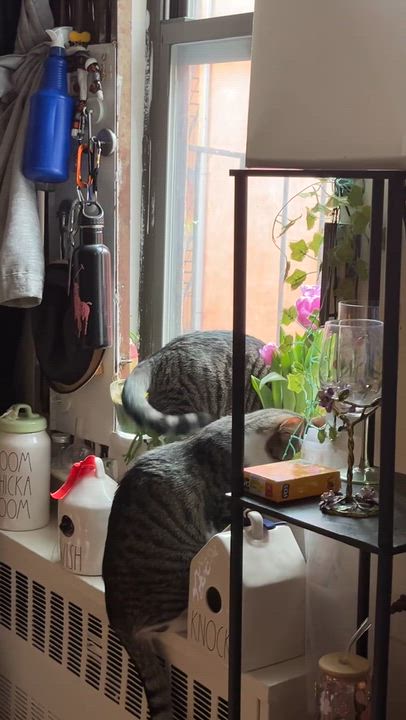 Enlarge Amethyst (bonded with Emerald), a Adoptable mixed breed in New York, NY video 6/6