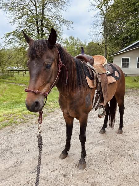 Enlarge Illusion - Companion only, a Adoptable Mustang in Huntington, WV image 1/2