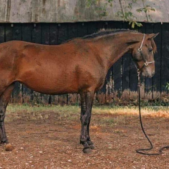 Enlarge Illusion - Companion only, a Adoptable Mustang in Huntington, WV image 2/2