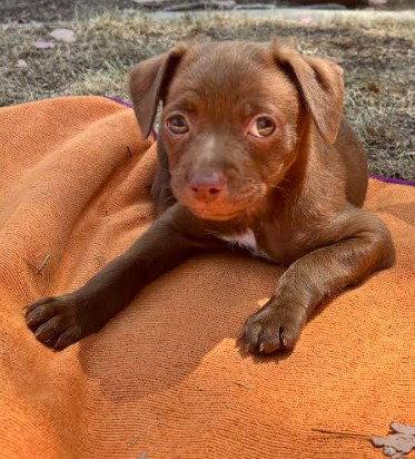 Leo, Adoptable, Puppy Male Chihuahua.