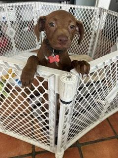 Enlarge Leo, a Adoptable Chihuahua in San Diego, CA image 3/3
