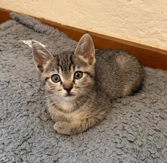 Enlarge Betty, a Adoptable American Shorthair in Hillsboro, OR image 2/3
