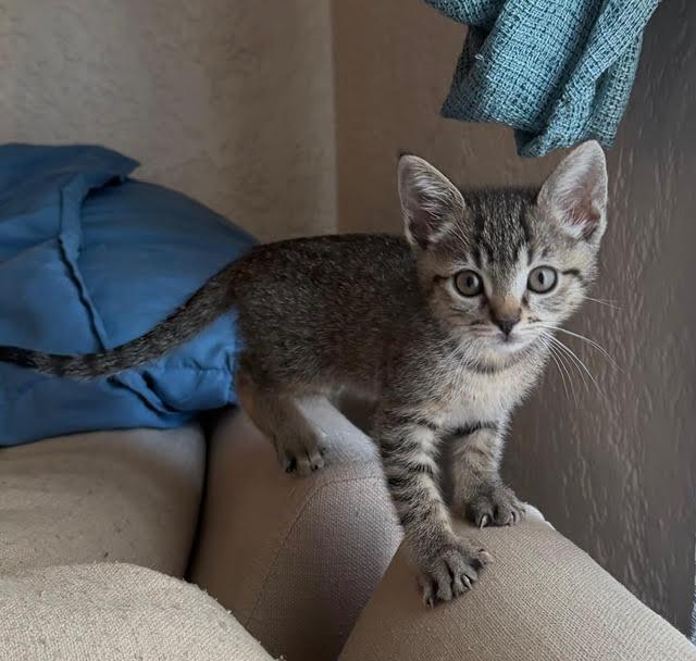 Enlarge Betty, a Adoptable American Shorthair in Hillsboro, OR image 3/3