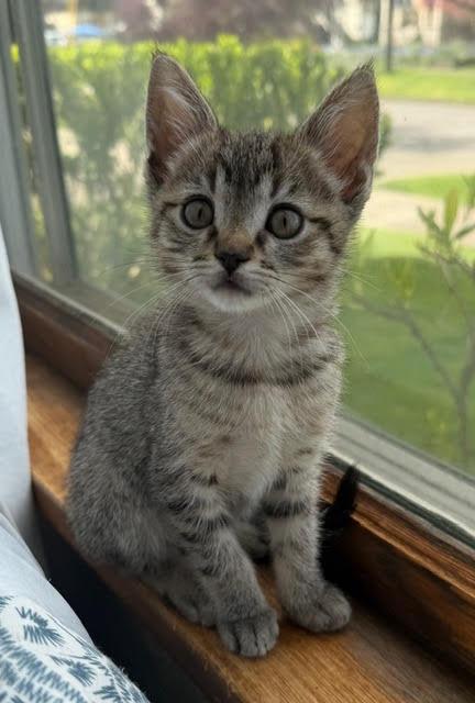 Betty, Adoptable, Kitten Female American Shorthair.