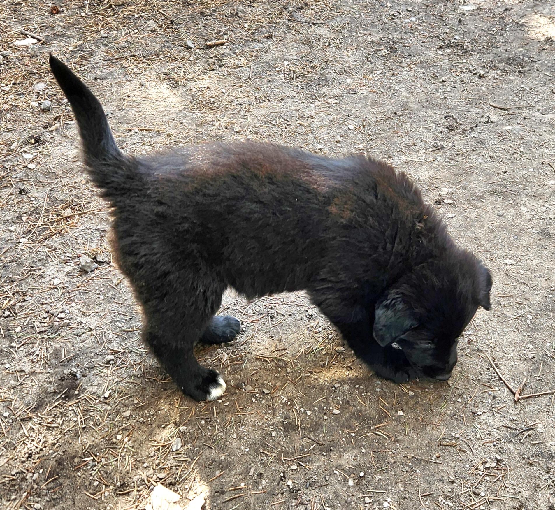 Enlarge Canoe, an adopted mixed breed in Liberty Center, OH image 6/6