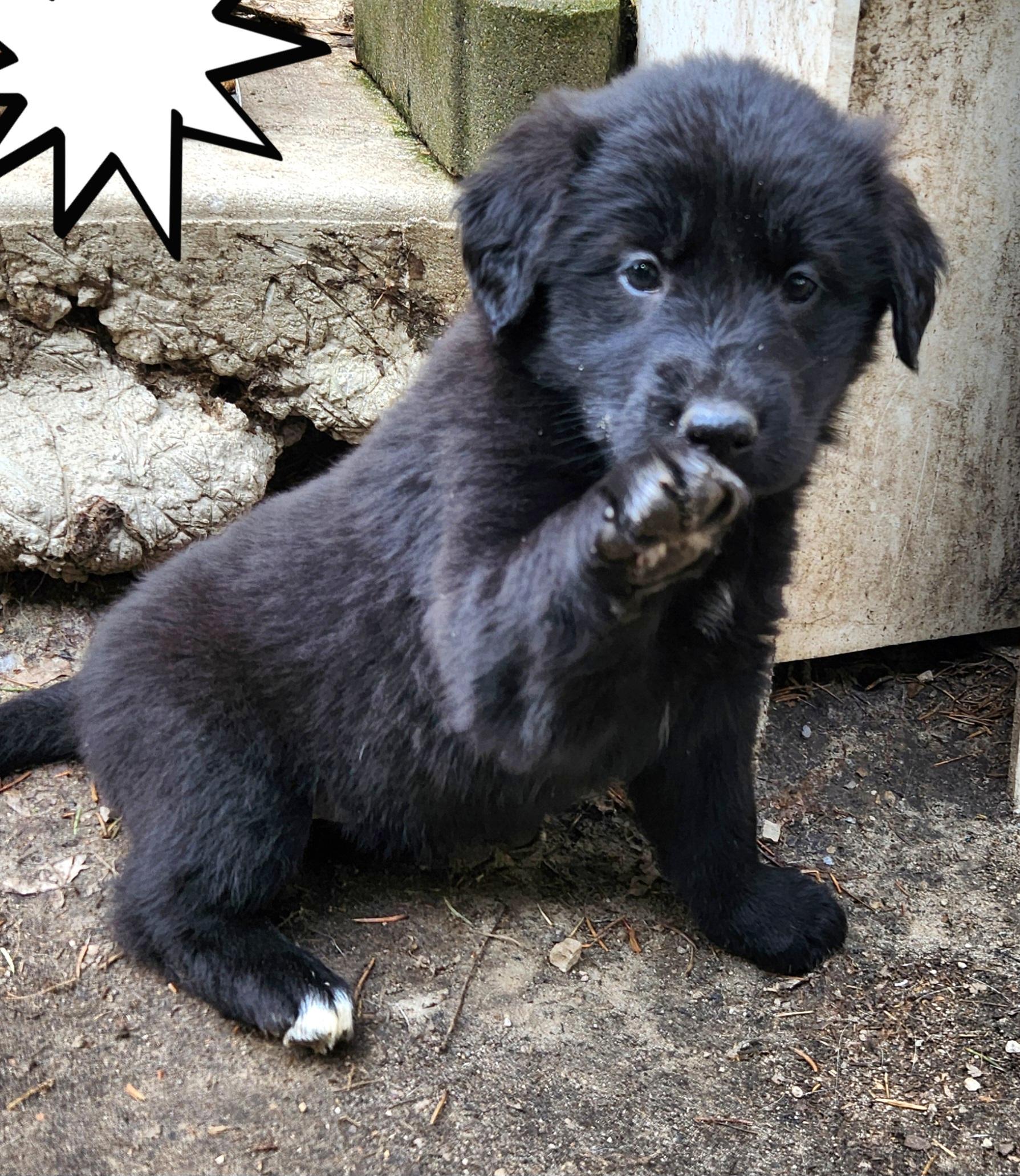 Enlarge Canoe, an adopted mixed breed in Liberty Center, OH image 2/6