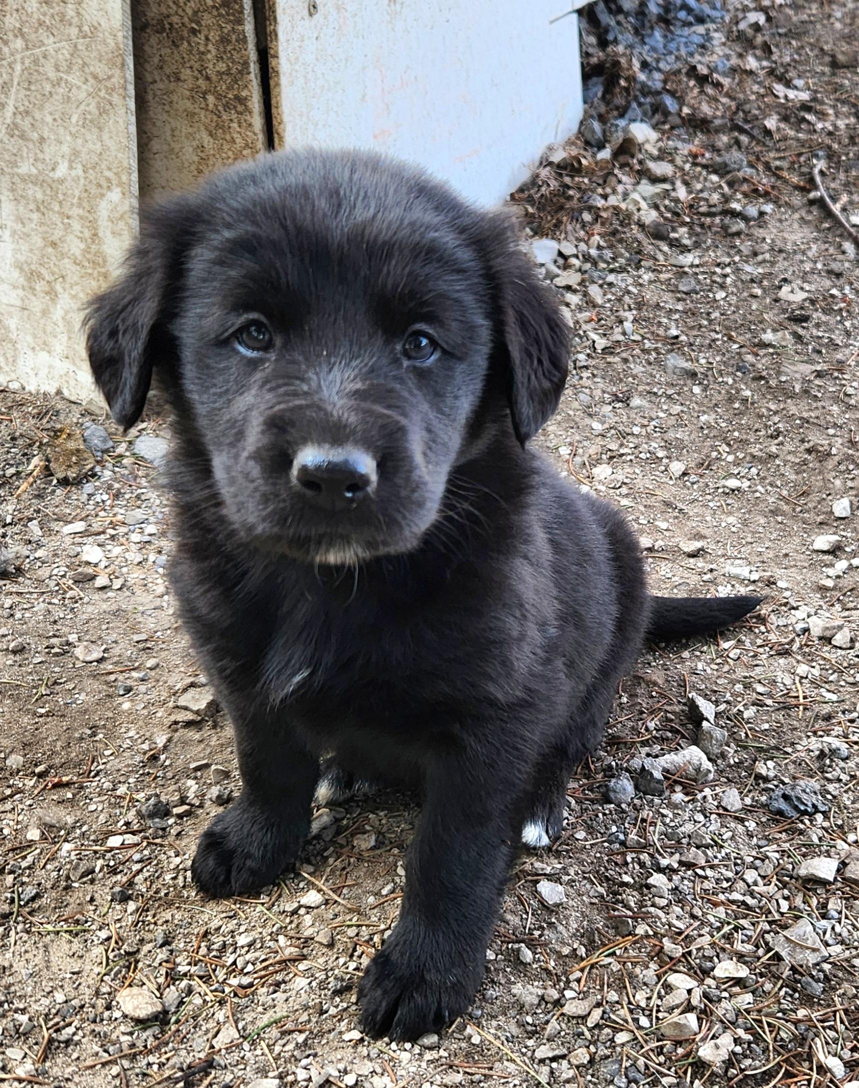 Canoe, adopted, Puppy Female Golden Retriever & Collie.