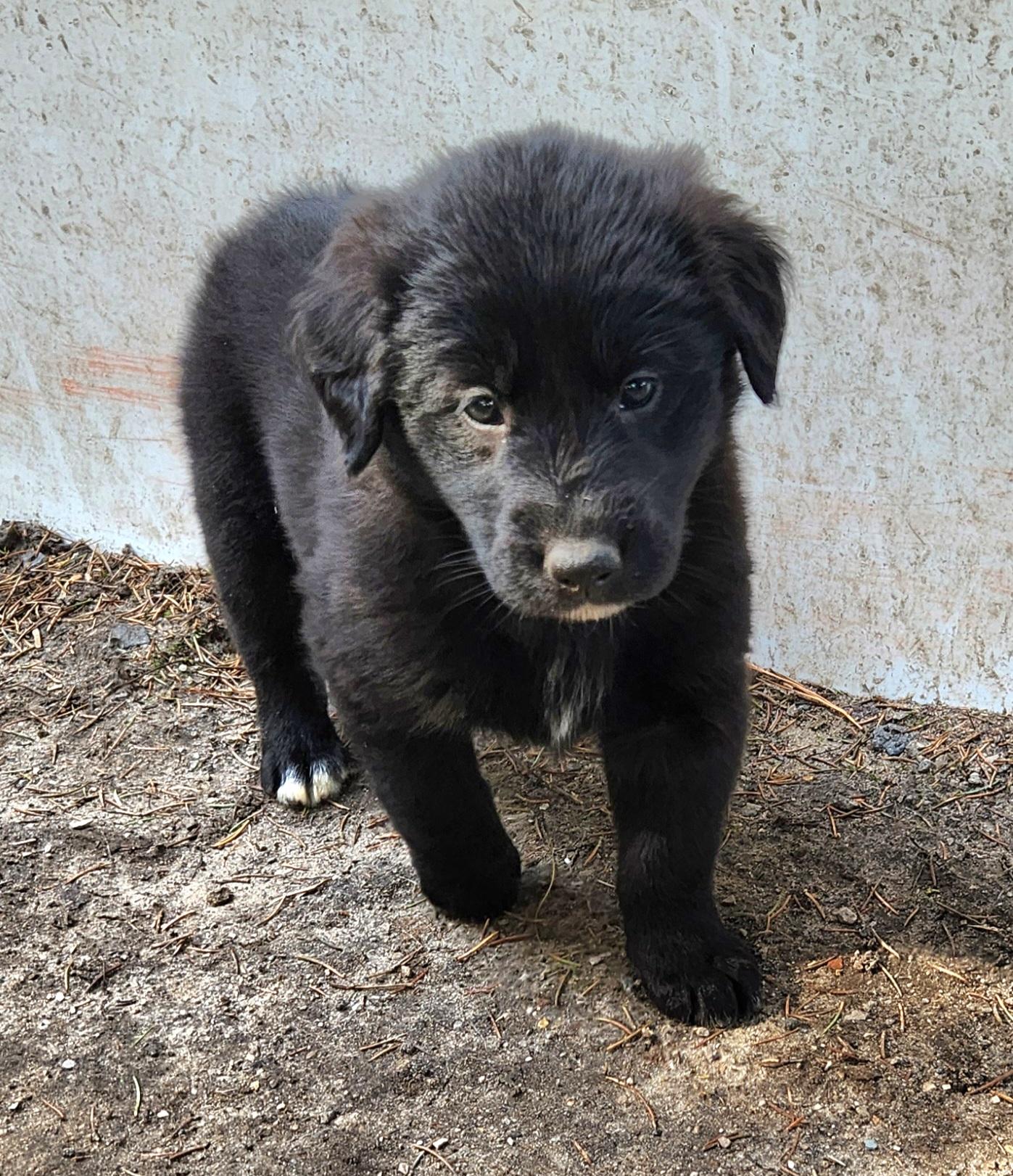 Enlarge Canoe, an adopted mixed breed in Liberty Center, OH image 5/6