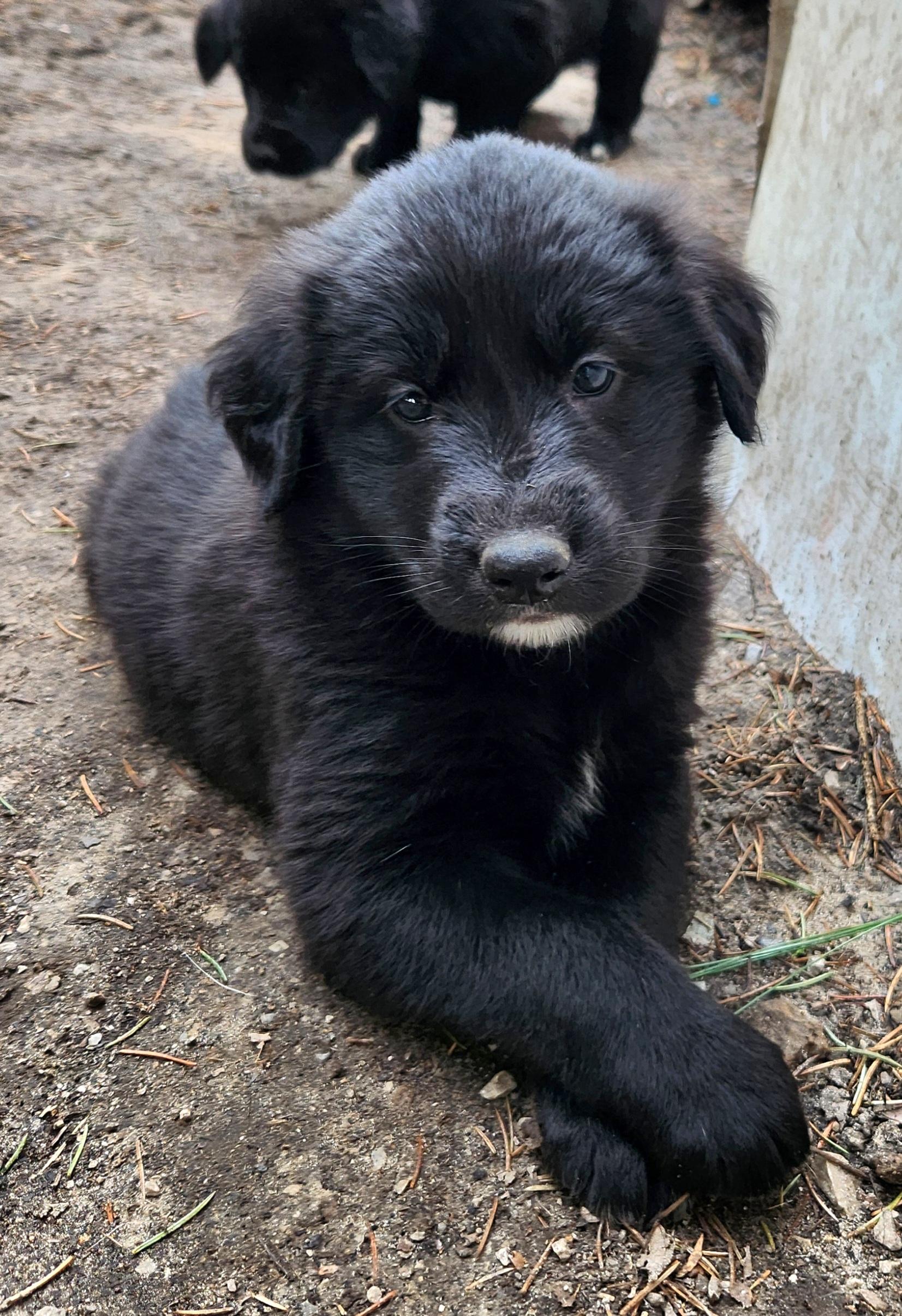 Enlarge Canoe, an adopted mixed breed in Liberty Center, OH image 3/6