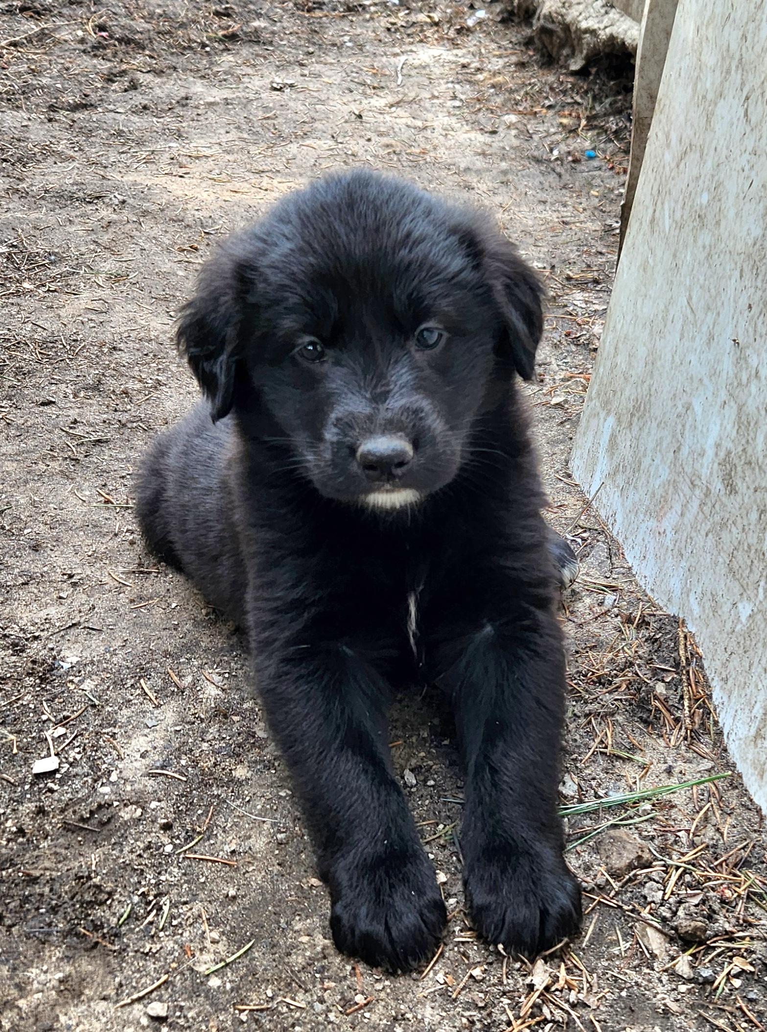 Enlarge Canoe, an adopted mixed breed in Liberty Center, OH image 4/6