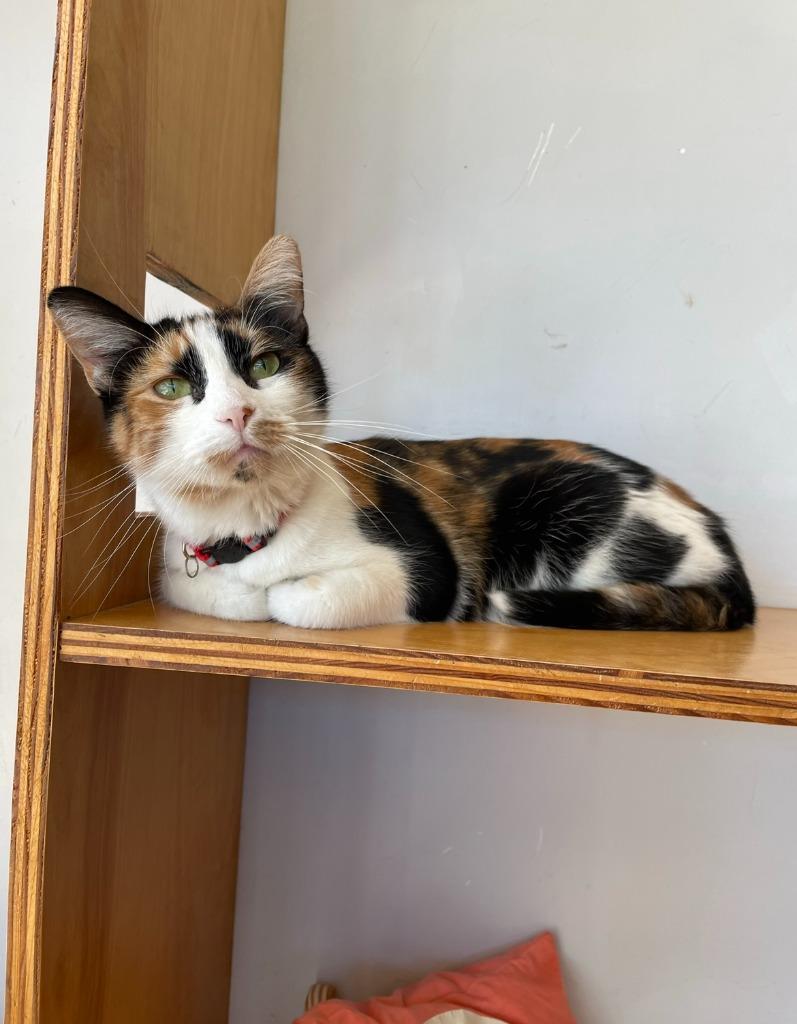 Brie, Adoptable, Adult Female Domestic Short Hair.