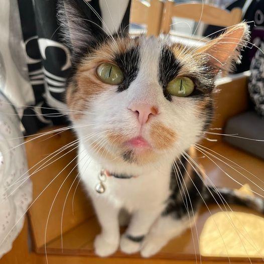 Brief — thumbnail 2