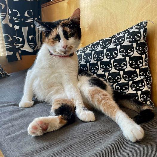 Enlarge Brie, a Adoptable mixed breed in St. Louis, MO image 3/6