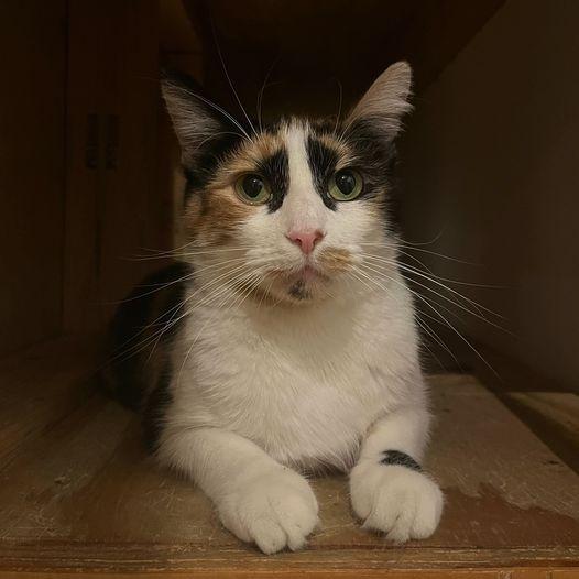 Enlarge Brie, a Adoptable mixed breed in St. Louis, MO image 4/6