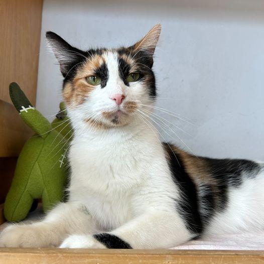 Enlarge Brie, a Adoptable mixed breed in St. Louis, MO image 5/6